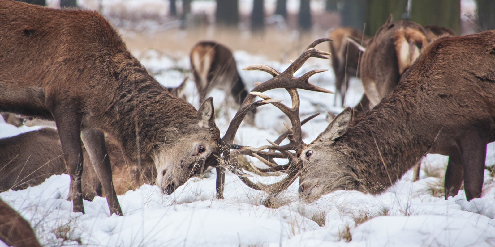 Stags fighting in the snow.